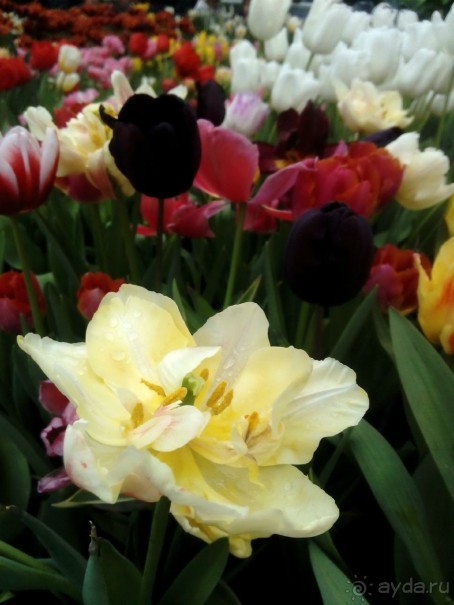 Репетиция весны в Аптекарском огороде