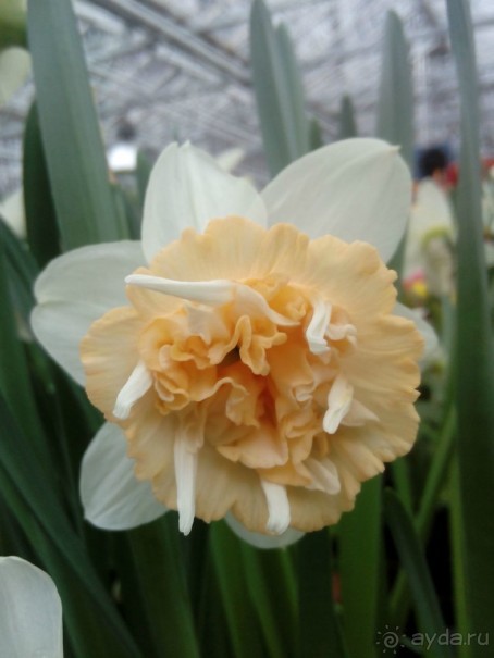 Репетиция весны в Аптекарском огороде