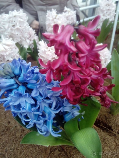 Репетиция весны в Аптекарском огороде