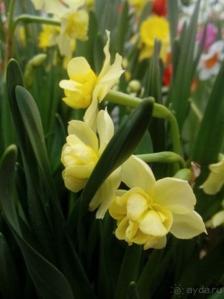 Репетиция весны в Аптекарском огороде