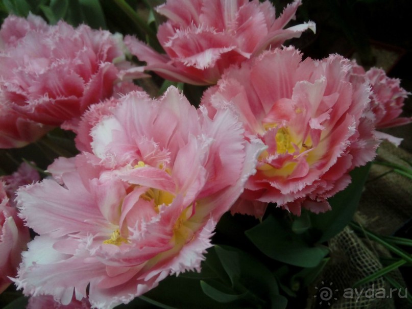 Репетиция весны в Аптекарском огороде