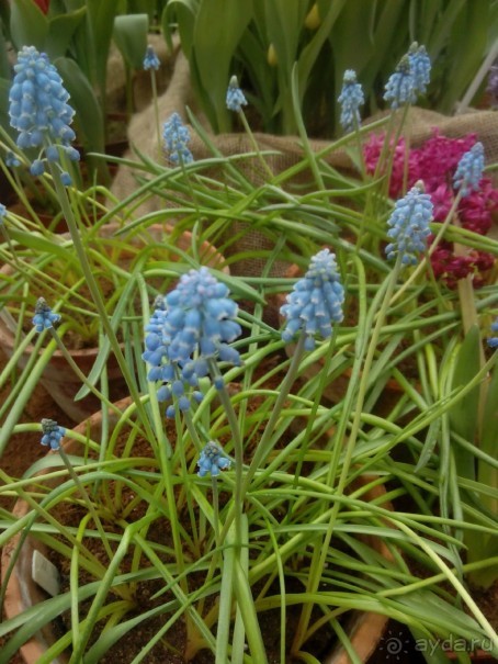 Репетиция весны в Аптекарском огороде