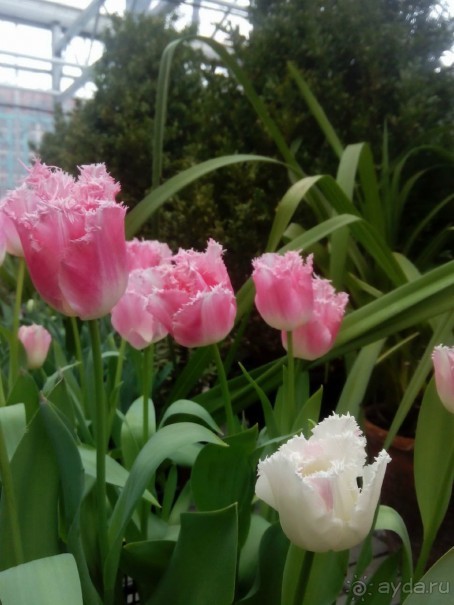 Репетиция весны в Аптекарском огороде