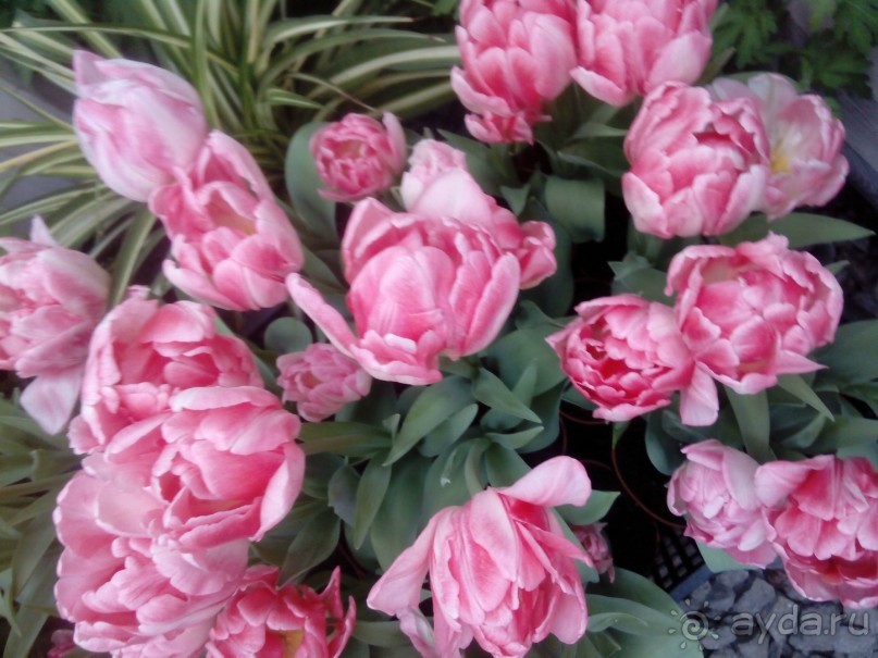 Репетиция весны в Аптекарском огороде