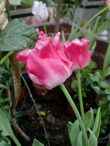 Репетиция весны в Аптекарском огороде