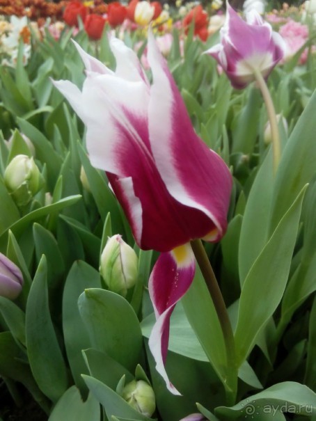 Репетиция весны в Аптекарском огороде