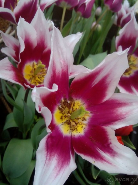 Репетиция весны в Аптекарском огороде