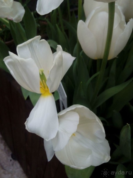 Репетиция весны в Аптекарском огороде