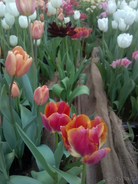 Репетиция весны в Аптекарском огороде