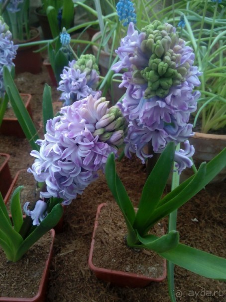 Репетиция весны в Аптекарском огороде