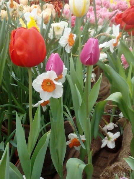 Репетиция весны в Аптекарском огороде