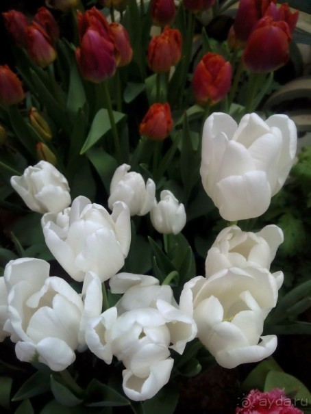 Репетиция весны в Аптекарском огороде