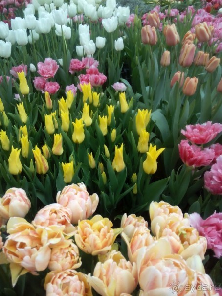 Репетиция весны в Аптекарском огороде