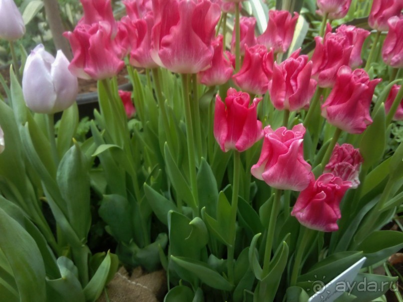 Репетиция весны в Аптекарском огороде