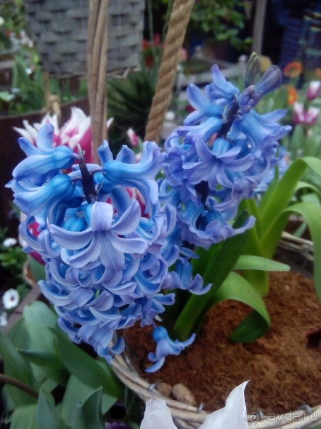 Репетиция весны в Аптекарском огороде