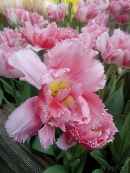 Репетиция весны в Аптекарском огороде