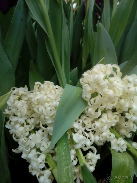 Репетиция весны в Аптекарском огороде