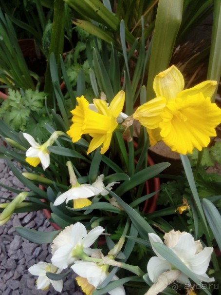 Репетиция весны в Аптекарском огороде