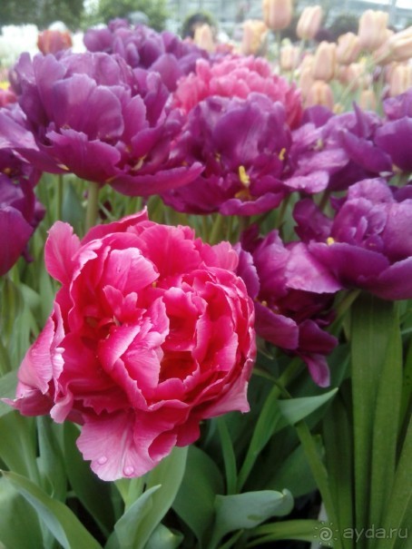 Репетиция весны в Аптекарском огороде