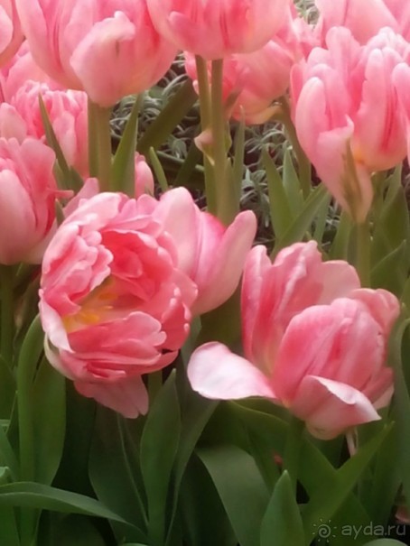 Репетиция весны в Аптекарском огороде