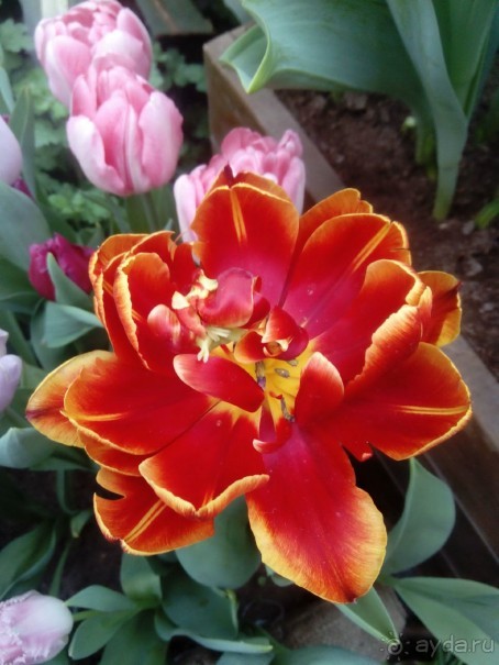 Репетиция весны в Аптекарском огороде