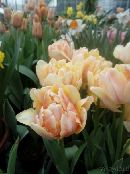 Репетиция весны в Аптекарском огороде