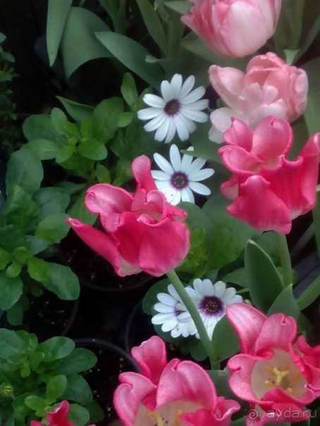 Репетиция весны в Аптекарском огороде