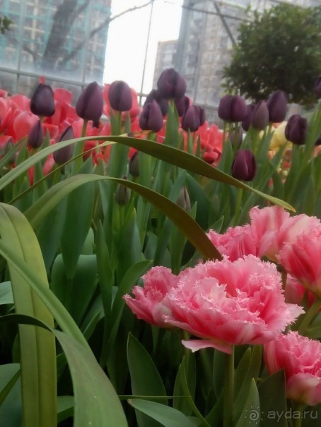 Репетиция весны в Аптекарском огороде