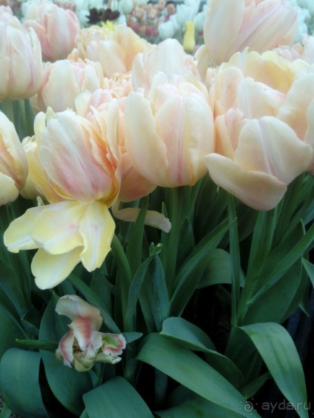 Репетиция весны в Аптекарском огороде