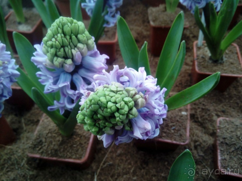 Репетиция весны в Аптекарском огороде