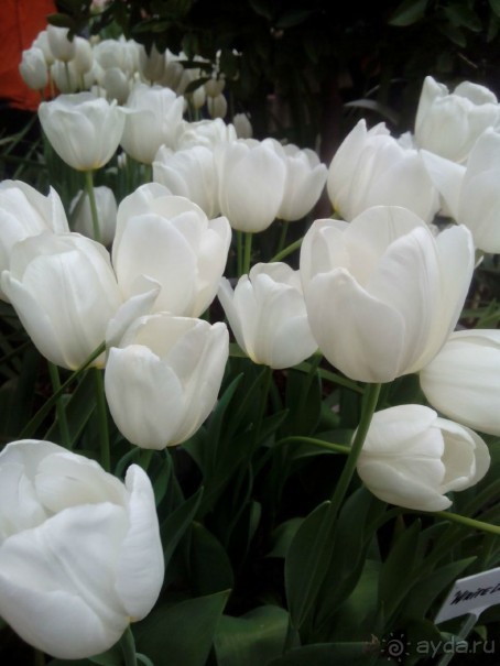 Репетиция весны в Аптекарском огороде