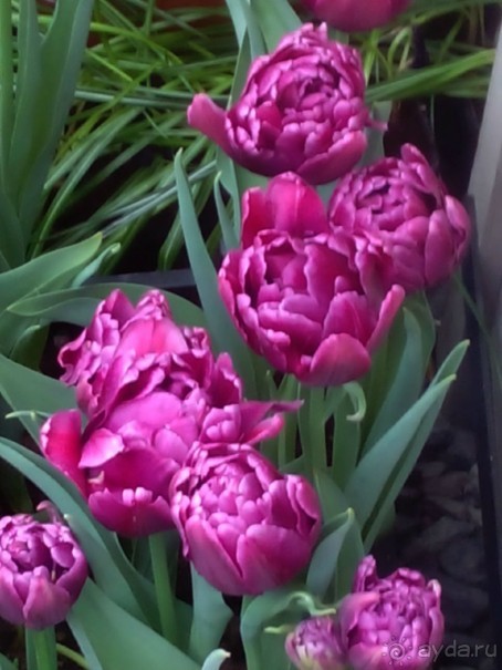 Репетиция весны в Аптекарском огороде