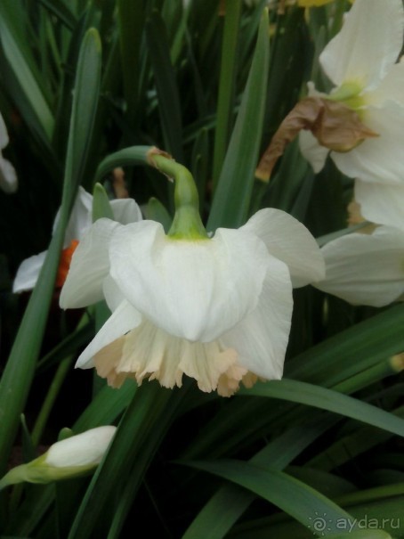 Репетиция весны в Аптекарском огороде