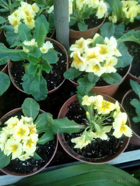 Репетиция весны в Аптекарском огороде