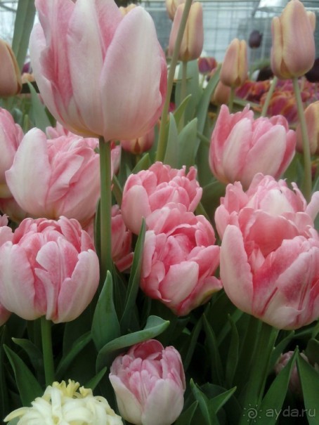 Репетиция весны в Аптекарском огороде