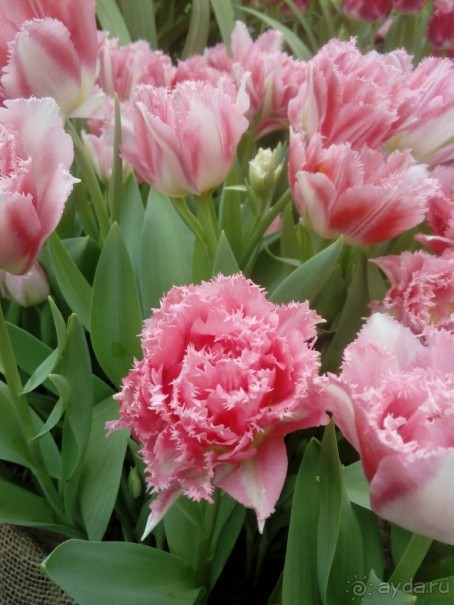 Репетиция весны в Аптекарском огороде