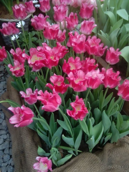 Репетиция весны в Аптекарском огороде