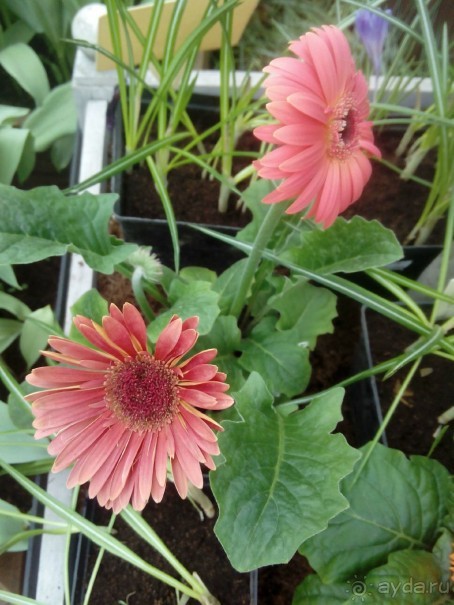 Репетиция весны в Аптекарском огороде