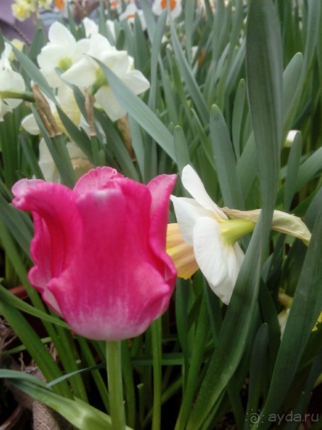 Репетиция весны в Аптекарском огороде