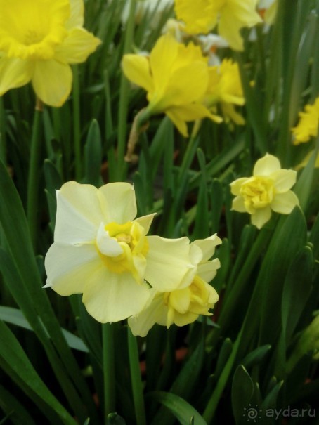 Репетиция весны в Аптекарском огороде