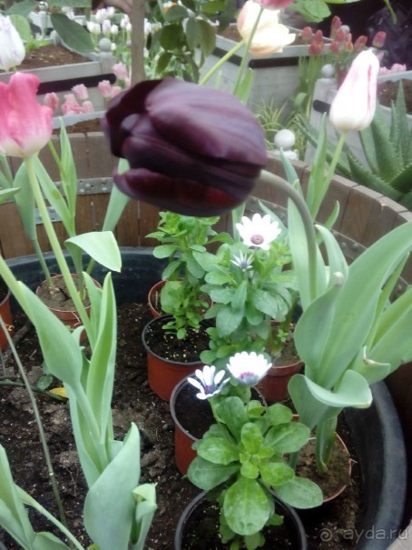 Репетиция весны в Аптекарском огороде