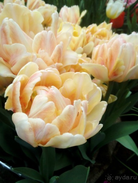 Репетиция весны в Аптекарском огороде