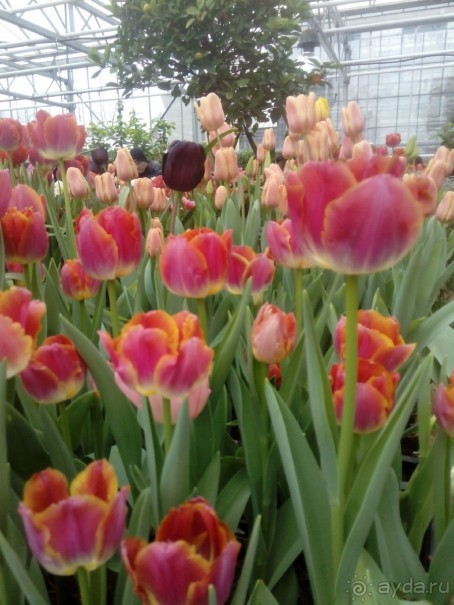 Репетиция весны в Аптекарском огороде