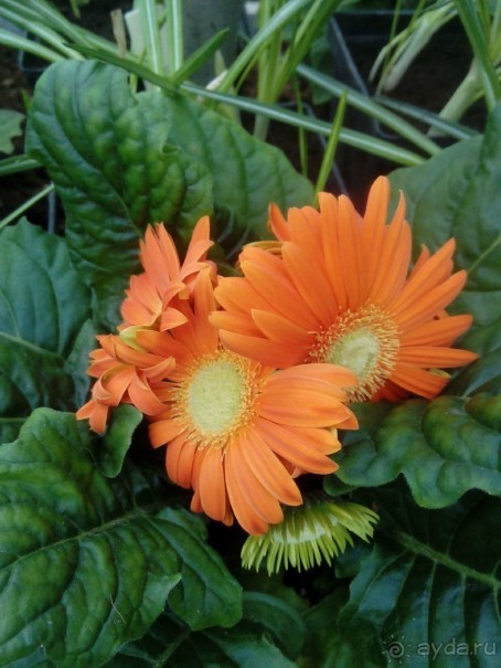 Репетиция весны в Аптекарском огороде