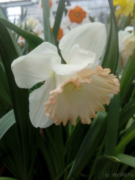 Репетиция весны в Аптекарском огороде