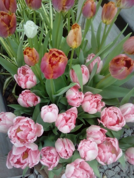 Репетиция весны в Аптекарском огороде