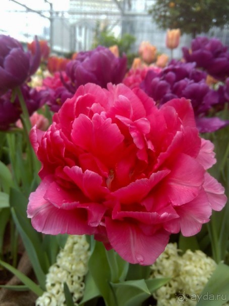 Репетиция весны в Аптекарском огороде