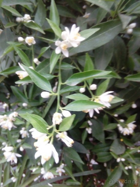 Репетиция весны в Аптекарском огороде