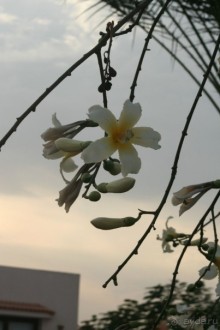 фото Pharaoh Azur Resort 