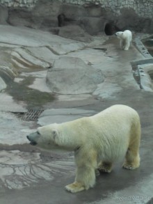 прогулка по новой территории